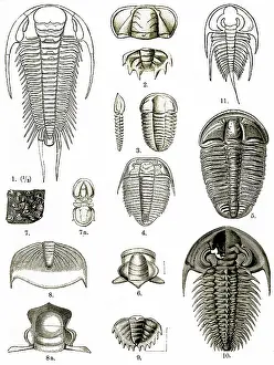 Geologic Prints: Upper Cambrian Trilobites, Prehistoric Marine Arthropods, Antique Illustration