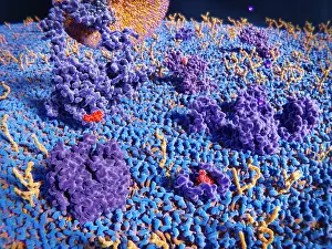 Particles Prints: Upper cell membrane