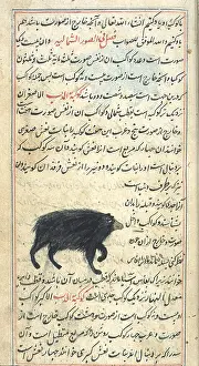 Text Prints: Ursa Minor, 17th Century