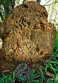 Urutu at Termite Mound