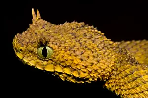Serpent Prints: Usambara Eyelash Bush Viper