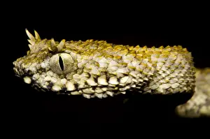 Serpent Prints: Usambara Eyelash Bush Viper