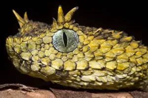 Serpent Prints: Usambara Eyelash Bush Viper