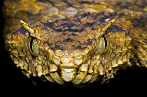 Serpent Prints: Usambara Eyelash Bush Viper