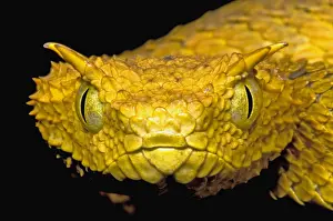 Serpent Prints: Usambara Eyelash Bush Viper