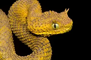 Serpent Prints: Usambara Eyelash Bush Viper