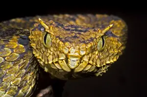 Serpent Prints: Usambara Eyelash Bush Viper