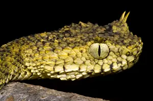 Serpent Prints: Usambara Eyelash Bush Viper