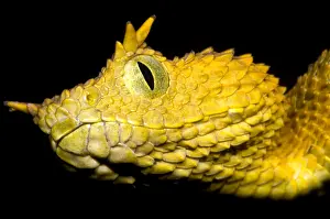 Serpent Prints: Usambara Eyelash Bush Viper