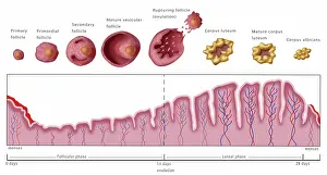 Primary Prints: Uterine Lining and Follicles, Menstruation, Illustration