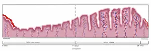 Reproductive Prints: Uterine Lining, Menstruation, Illustration