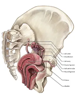 Crosssection Prints: Uterus and Bladder (Oblique Cross-Section)