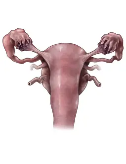 Uterine Prints: Uterus, Ovaries and Bladder (Posterior View)