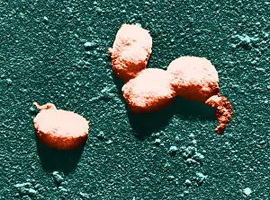 Cattle Prints: Vaccinia Virus, Eradicated Smallpox, TEM