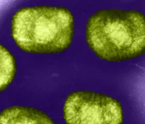 Cattle Prints: Vaccinia Virus, Eradicated Smallpox, TEM