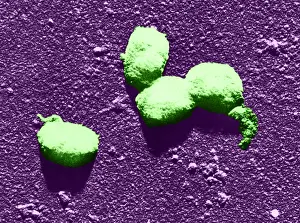 More Science & Medical Prints: Vaccinia Virus, Eradicated Smallpox, TEM