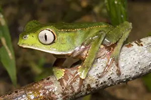 Rain Prints: Vaillanti's monkey frog
