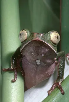 Monkey Prints: Vaillanti's Monkey Frog