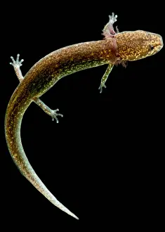 Natural Prints: Valdina Farms Salamander