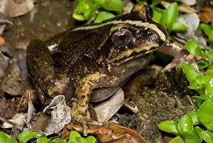Ground Prints: Valdivia Ground Frog