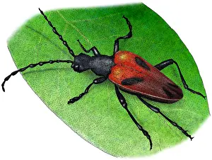 Beetle Prints: Valley Elderberry Longhorn Beetle