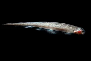Electrical Prints: Vampire Knife Fish