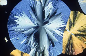 Agent Prints: Vanillin Crystals