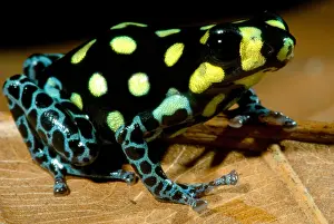 Coloration Prints: Vanzolini's Poison Frog
