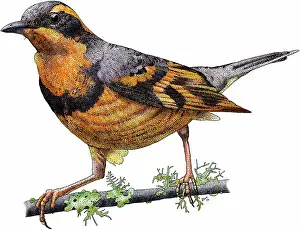 Wisconsin Prints: Varied thrush