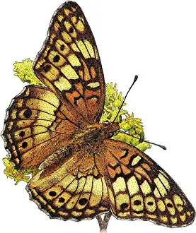 Butterfly Prints: Variegated Fritillary