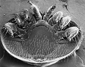 Bees Prints: Varroa Mite