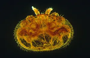 Bees Prints: Varroa Mite