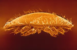 Bees Prints: Varroa Mite of Honeybees (SEM)