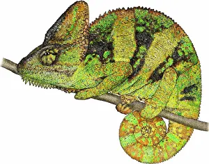 Veiled Prints: Veiled Chameleon