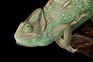 Arab Prints: Veiled Chameleon (Chamaeleo calyptratus)