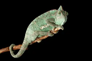 Arab Prints: Veiled Chameleon (Chamaeleo calyptratus)