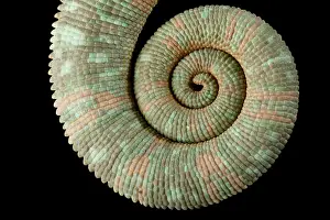 Tail Prints: Veiled Chameleon (Chamaeleo calyptratus) tail