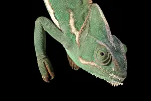 Arab Prints: Veiled Chameleon hanging off a stick