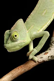 Arab Prints: Veiled Chameleon portrait