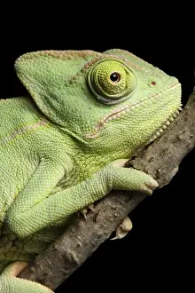 Arab Prints: Veiled Chameleon portrait