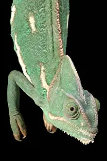 Arab Prints: Veiled Chameleon portrait