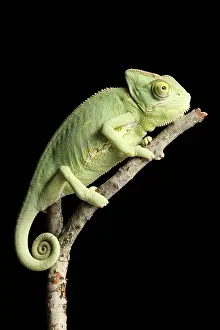Arab Prints: Veiled Chameleon on a Stick