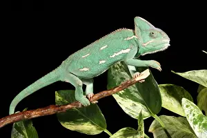 Arab Prints: Veiled Chameleon on a Stick