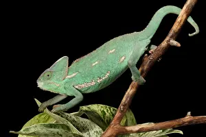 Arab Prints: Veiled Chameleon on a Stick