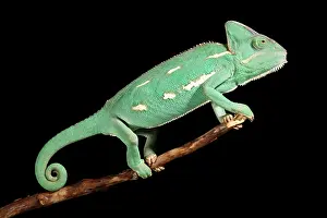 Arab Prints: Veiled Chameleon on a Stick