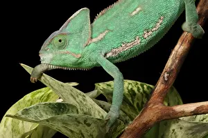 Arab Prints: Veiled Chameleon on a Stick