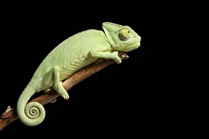 Arab Prints: Veiled Chameleon on a Stick