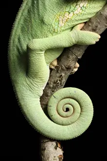 Tail Prints: Veiled Chameleon tail detail