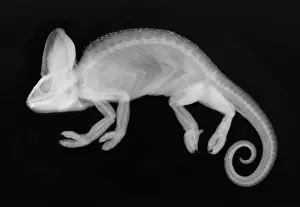 Veiled Prints: Veiled Chameleon X-Ray