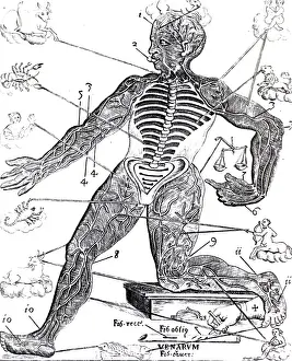 Quackery Prints: Vein Man, Medical Astrology, 17th Century